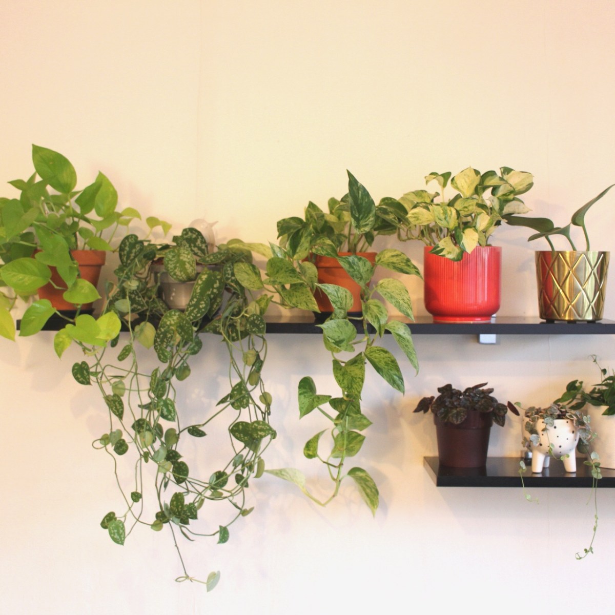 Tout savoir sur les pothos&nbsp;!