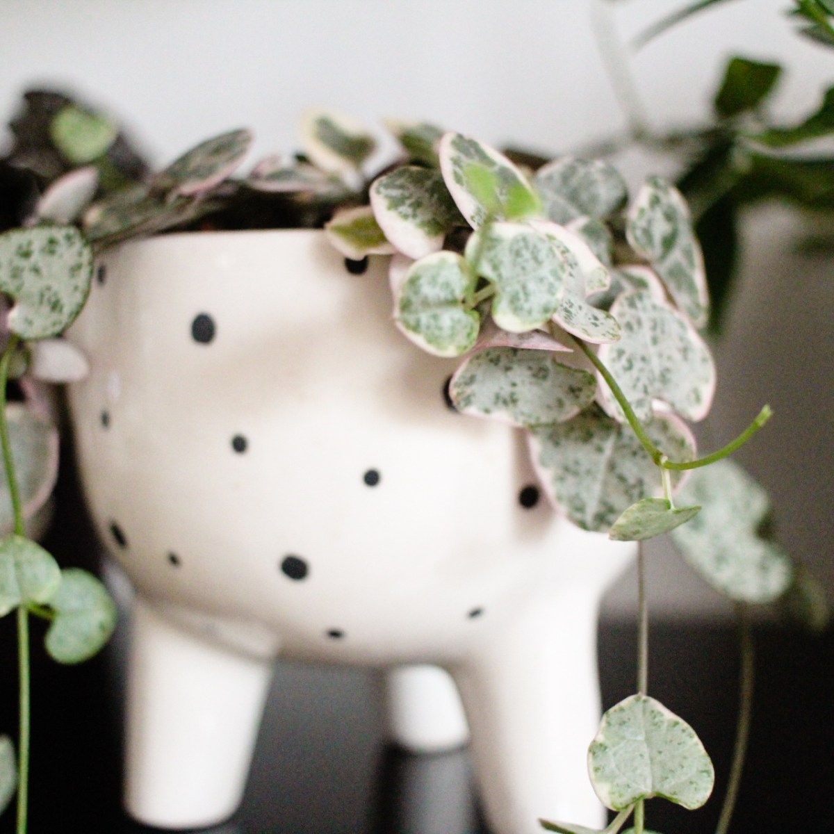 Entretenir la Ceropegia&nbsp;woodii