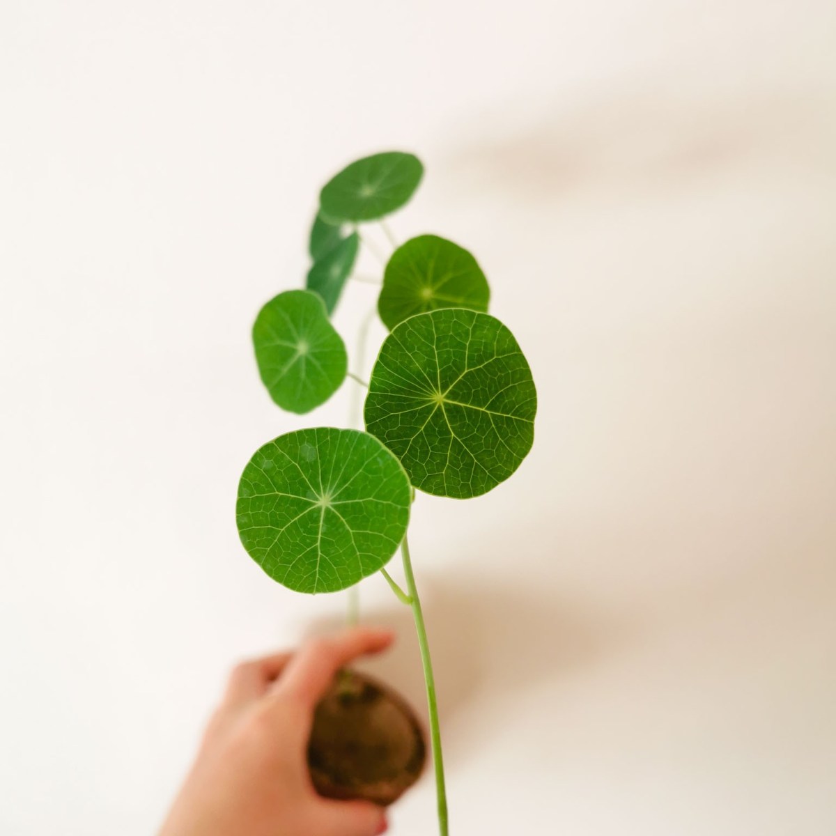 Comment faire pousser la stephania erecta&nbsp;?