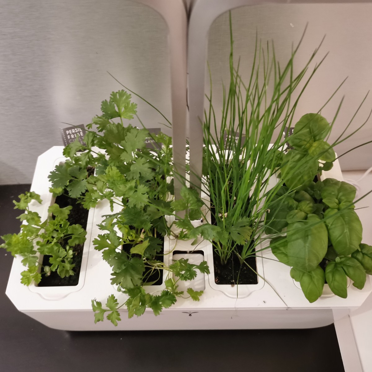 Avoir du basilic frais toute l&rsquo;année : le potager d&rsquo;intérieur