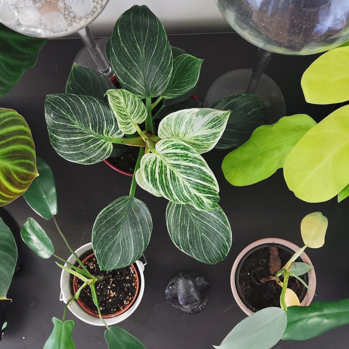 Que faire de ses plantes en vacances&nbsp;?