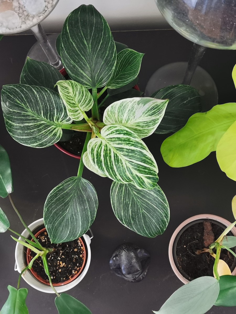 Que faire de ses plantes en vacances&nbsp;?