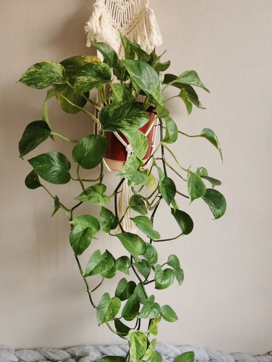 Quel cadeau offrir à un-e&nbsp;plantaddict?